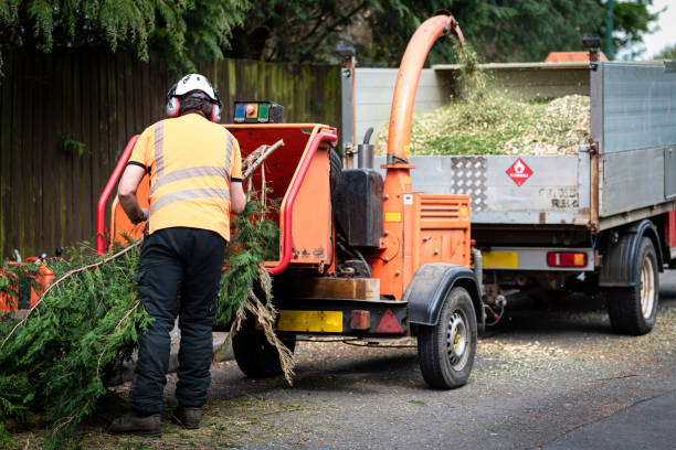 The Steps Involved in Our Tree Care Process in Ocean View, DE